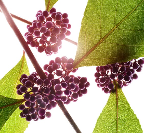 Beautyberry-Beautyberry extract-Callicarpa japonica fruit extract