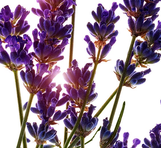 Lavender-Organic lavender essential oil-Lavandula angustifolia (lavender) oil