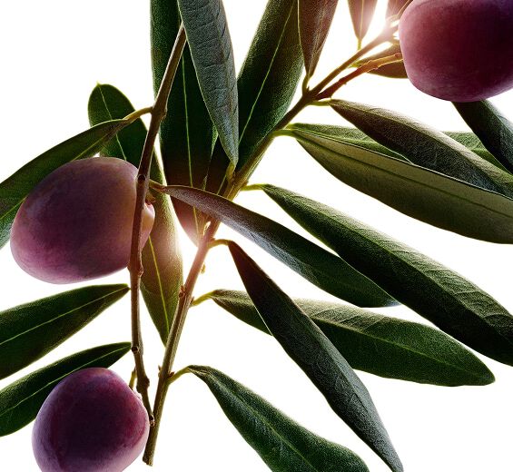 Olive tree-Olive extract-Olea europaea (olive) leaf extract