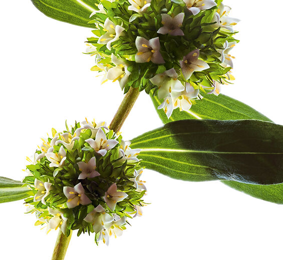 Mitracarpus-Organic mitracarpus extract-Mitracarpus scaber extract