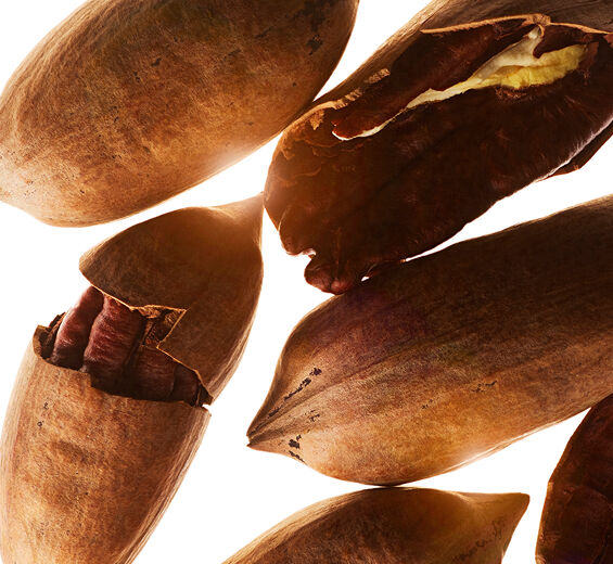 Cashew tree-Pecan tree extract (organic plant)-Carya illinoinensis (pecan) shell extract
