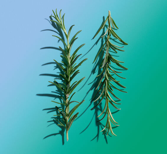 Rosemary-Rosemary essential oil-Rosmarinus officinalis (rosemary) leaf oil