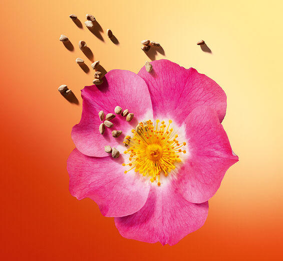 undefined-Sweetbriar-Rosa rubiginosa seed oil