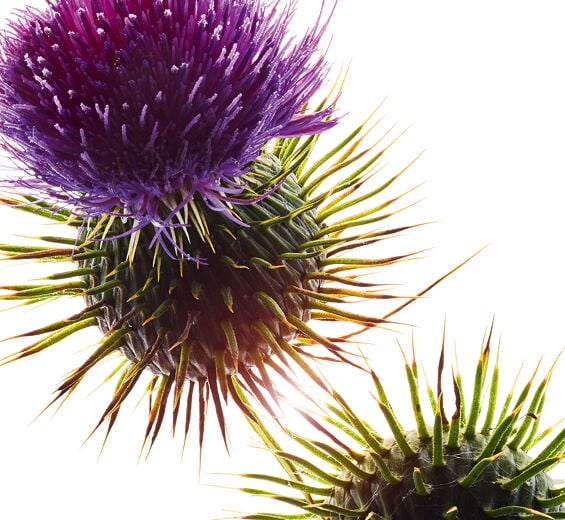 Mary’s Thistle-Organic Mary's Thistle Oil-Silybum marianum seed oil