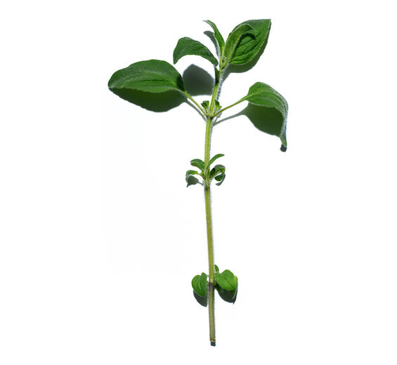 Marjoram-Marjoram essential oil-Origanum majorana leaf oil