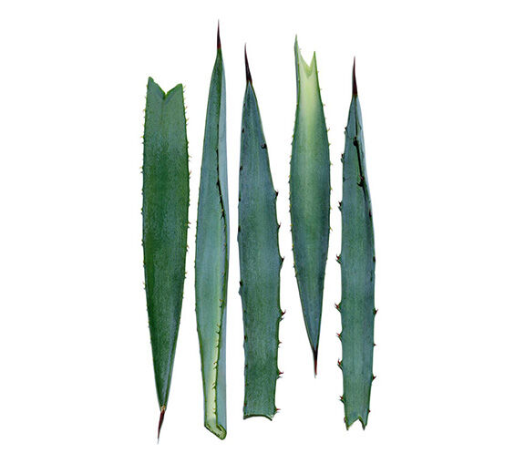 Blue agave-Blue Agave extract-Agave tequilana leaf extract