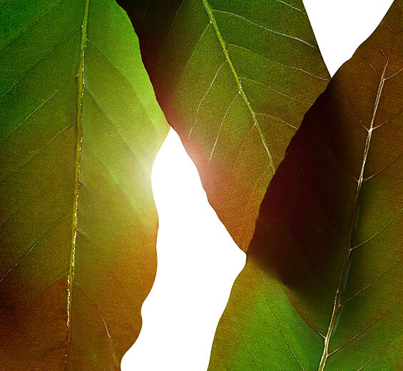 Huang qi-Huang qi extract-Engelhardtia chrysolepis leaf extract