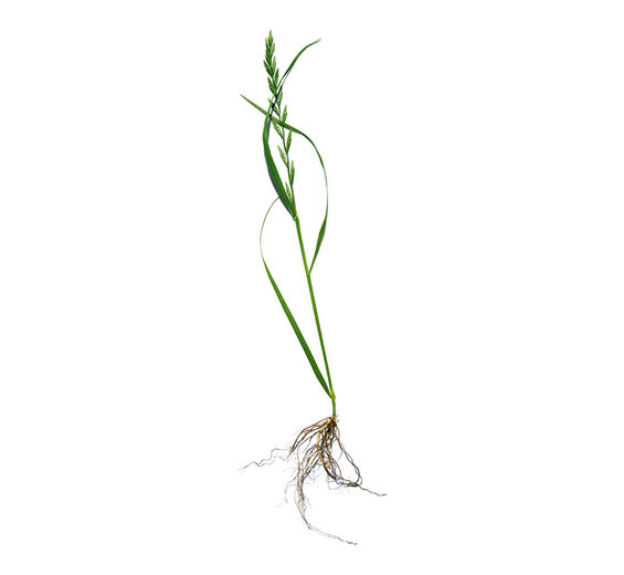 Agropyron-Organic Agropyron extract-Agropyron repens root extract