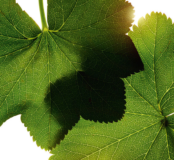 Lady&rsquo;s mantle-Lady&rsquo;s mantle extract-Alchemilla vulgaris extract