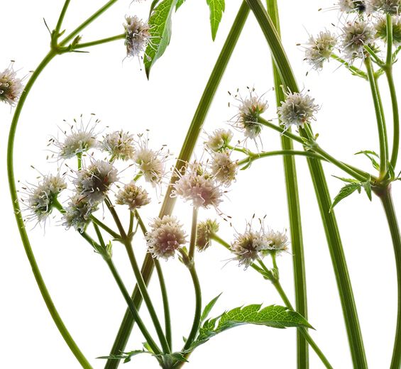 Sanicle-Organic sanicle extract-Sanicula europaea extract