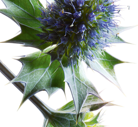 Sea Holly-Sea holly extract-Eryngium maritimum extract