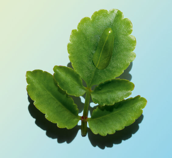 Leaf of life-Organic Leaf of Life extract-Kalanchoe pinnata leaf extract