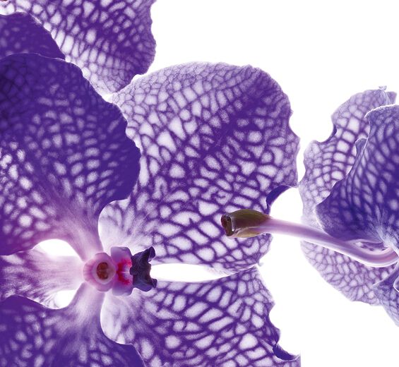Blue orchid-Blue orchid extract-Orchid extract,vanda coerulea extract