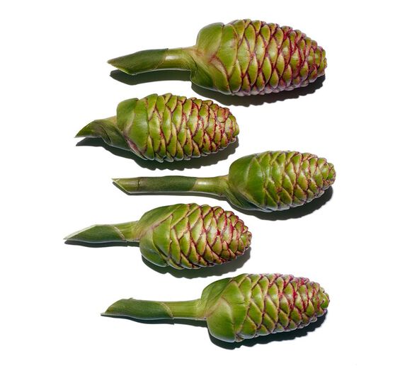 Zerumbet ginger-Zerumbet Ginger extract-Zingiber zerumbet extract