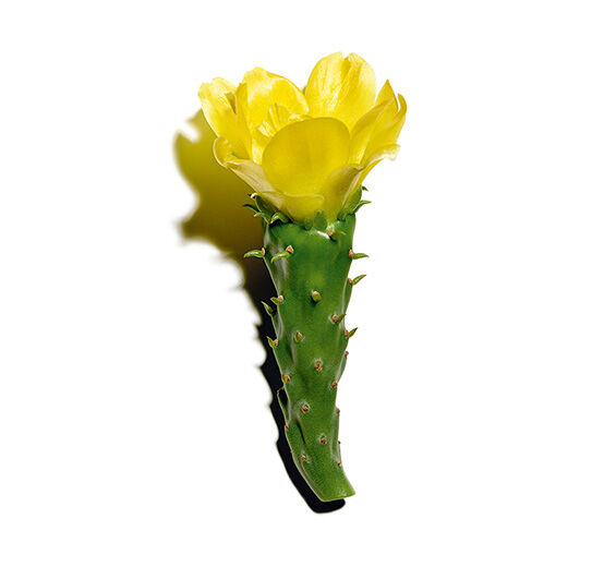 Nopal-Nopal extract-Hydrolyzed opuntia ficus-indica flower extract