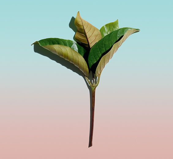 Harungana-Organic Harungana extract-Harungana madagascariensis extract