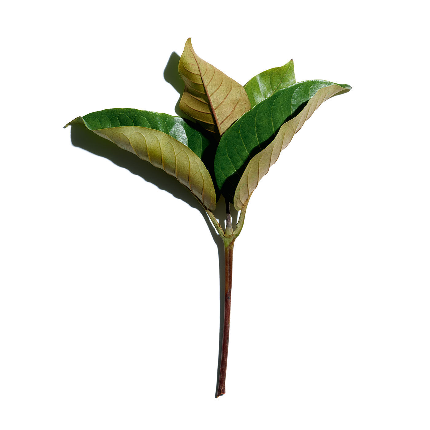 crema clarins super restorative day