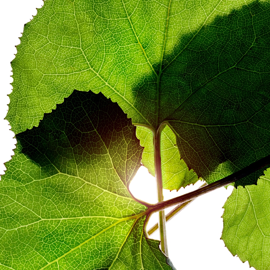 Petasites-Organic petasites extract-Petasites hybridus leaf extract