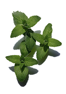 Field Mint