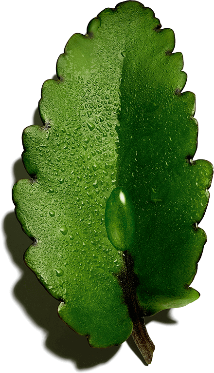 Hydra-Essentiel Ingredient - Organic Leaf of Life