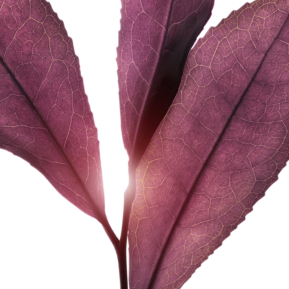 Tea plant-Purple tea extract (organic plant)-undefined