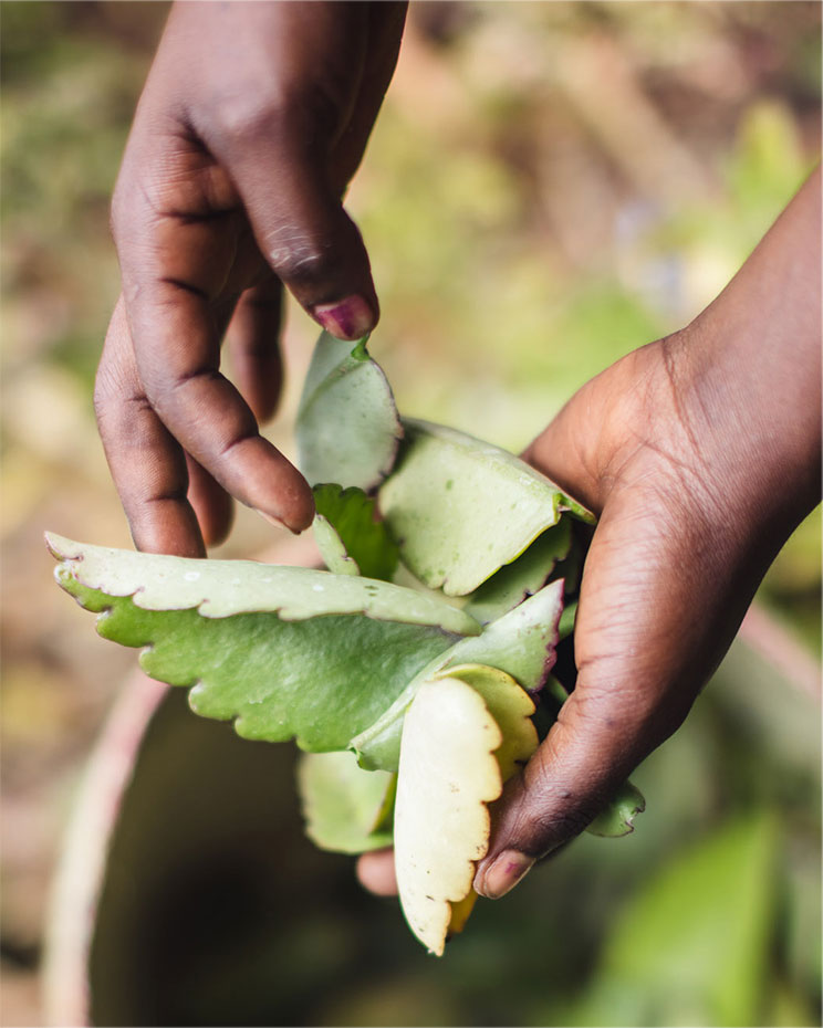 Respect Nature & Natural Resources | Clarins Singapore