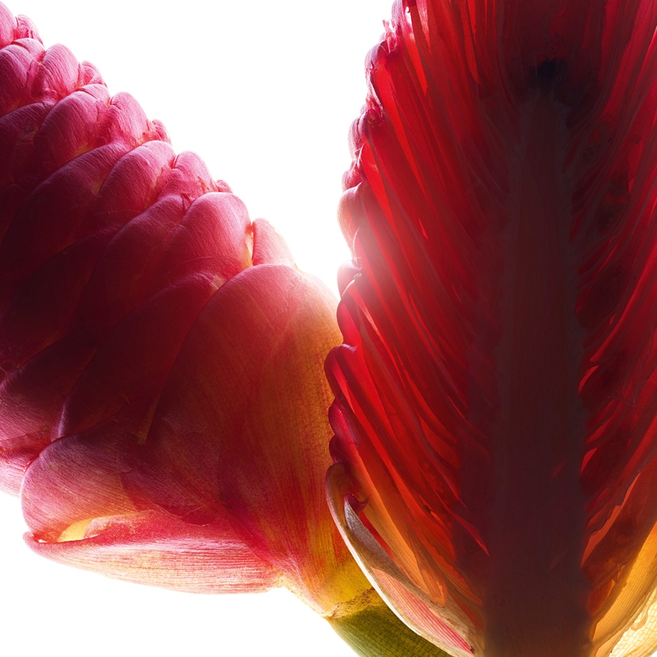 Zerumbet ginger-Zerumbet Ginger extract-Zingiber zerumbet extract