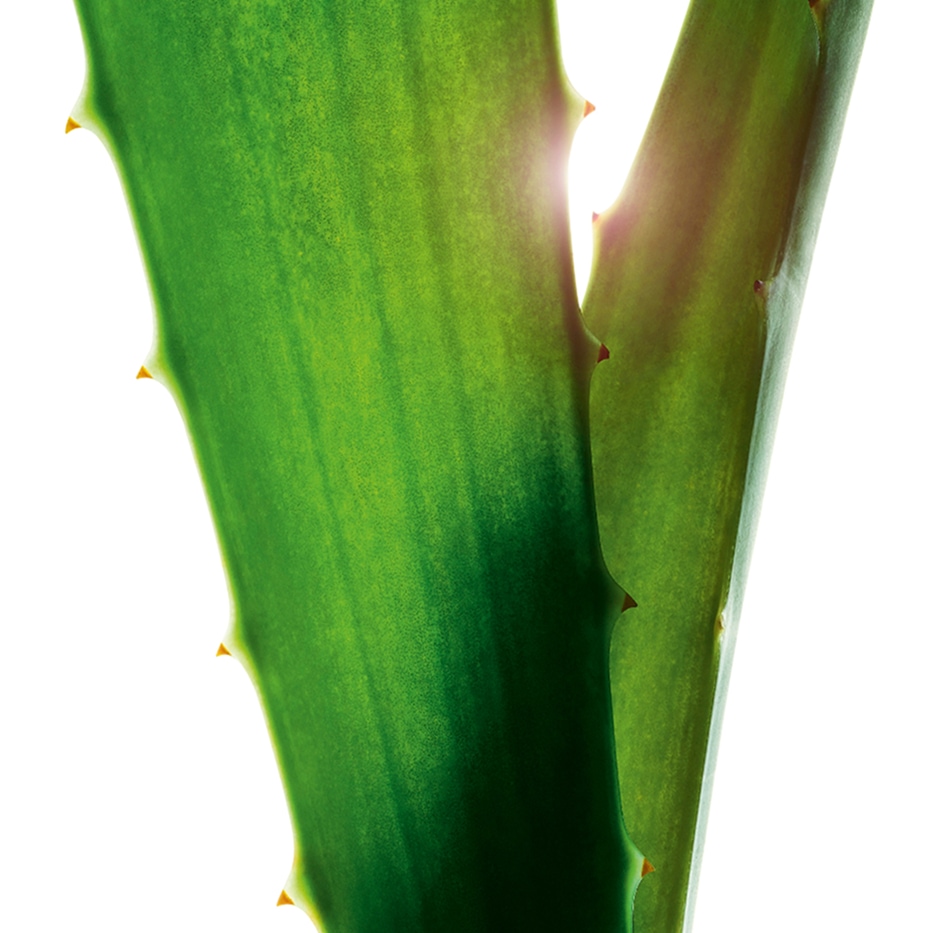 Aloe vera-Aloe Vera extract-Aloe barbadensis leaf juice,aloe barbadensis leaf juice powder