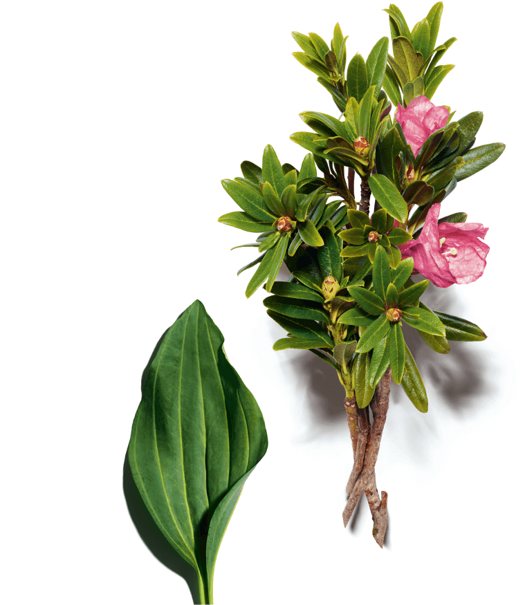 Powered by Natural Plant Extract: Alpenrose | CLARINS® SG, Powered by Natural Plant Extract: Gentian | CLARINS® SG