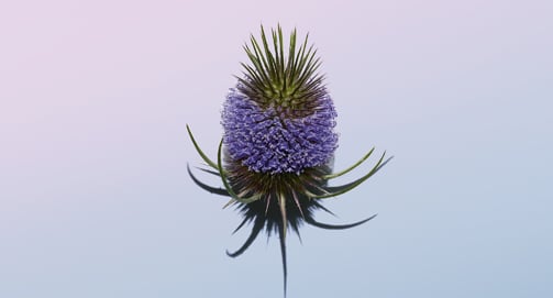 How does wild teasel work on the first signs of wrinkles?
                    