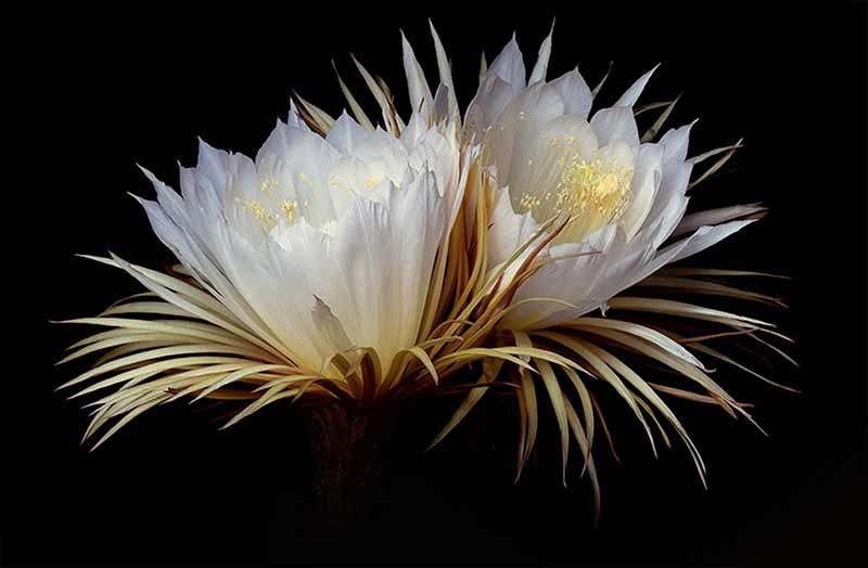 Moonlight Flower