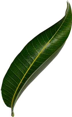 Mango leaf