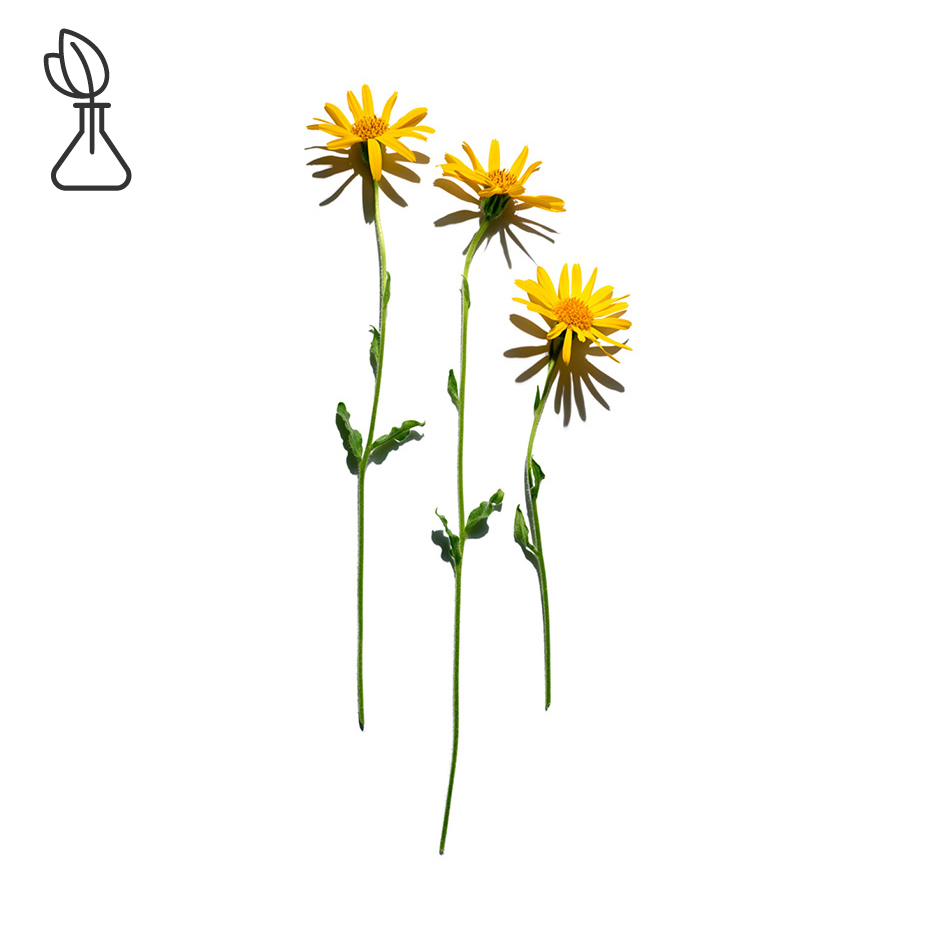 Arnica-Arnica extract-Arnica montana flower extract