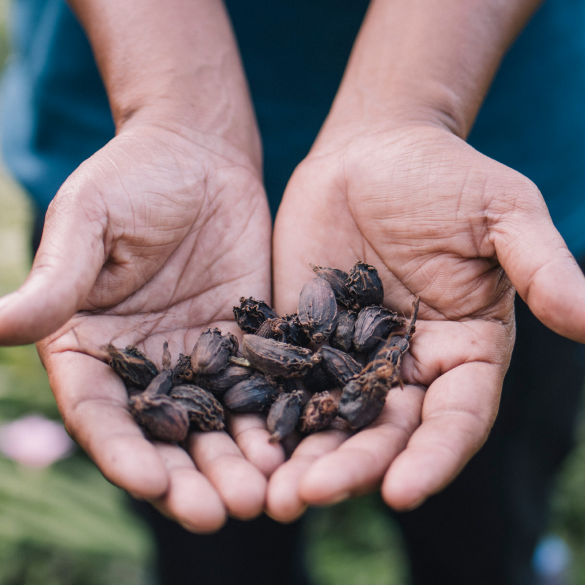 Clarins commitment to biodiversity: Seeds of beauty