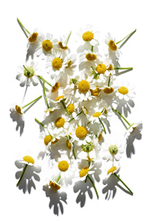 Roman Camomile