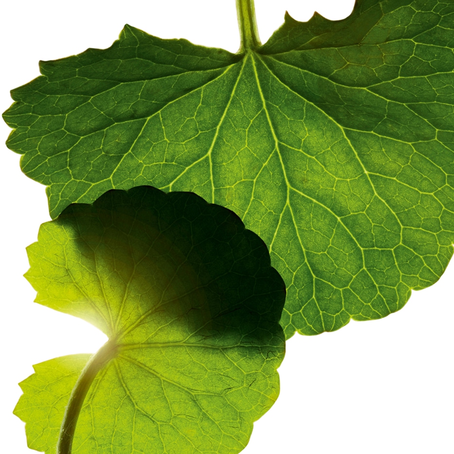 Centella asiatica-Asiaticosid-Asiaticoside