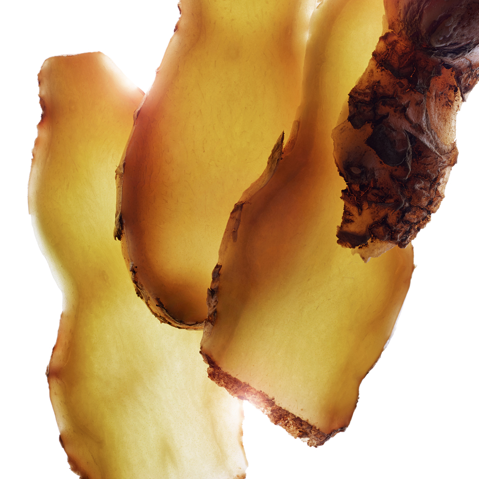 Zerumbet ginger-Zerumbet Ginger extract-Zingiber zerumbet extract