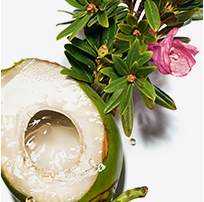 Coconut Water ingredient for Clarins RE-BOOST skincare | Clarins Singapore