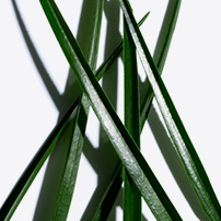 Bison grass ingredient for ClarinsMen skincare products | Clarins Singapore