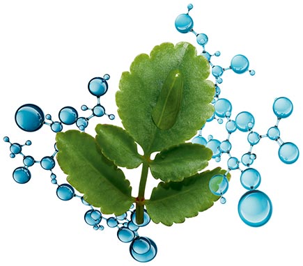 Kalanchoe leaf ingredient with water molecules for Clarins Hydra-Essentiel [HA²]