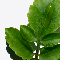 Organic Leaf of Life