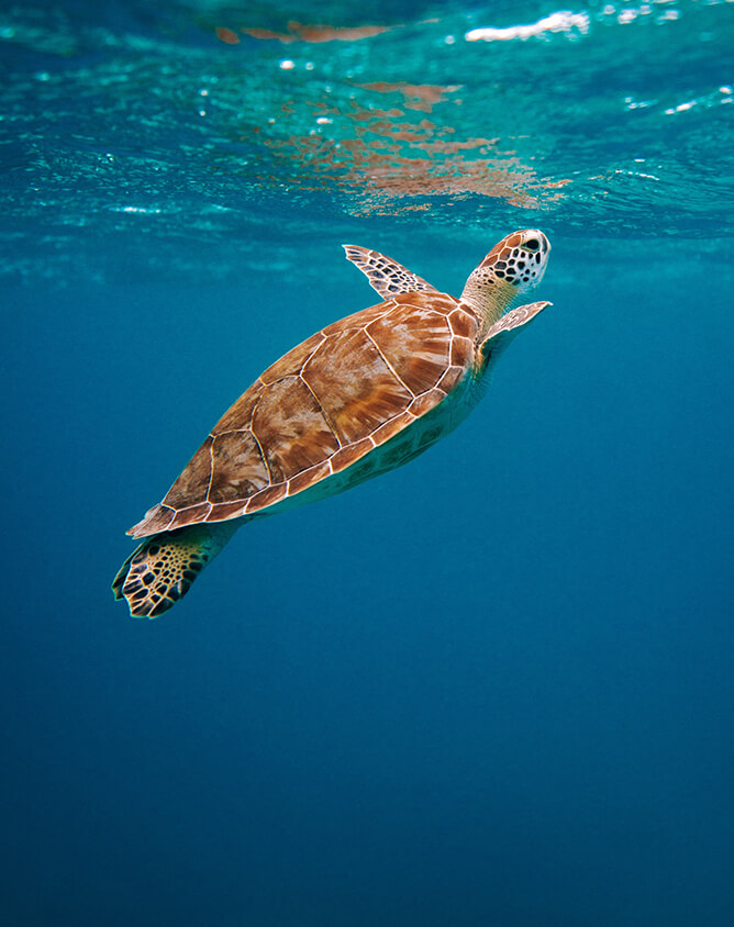 Turtle swimming in sea