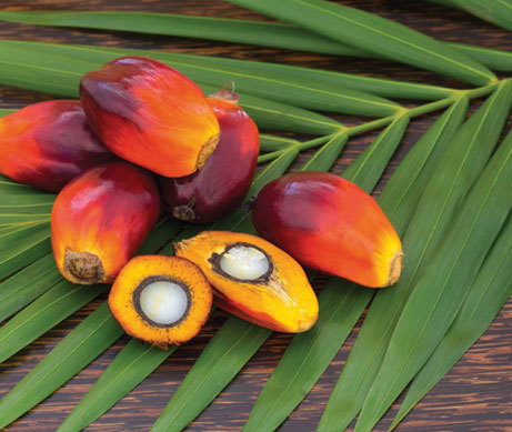 Palm oil - 2021 Results | Clarins Singapore